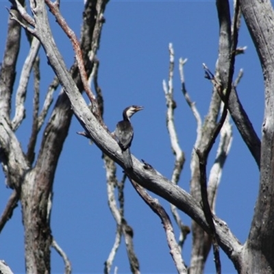 Microcarbo melanoleucos (Little Pied Cormorant) at Turtons Creek, VIC - 28 Jan 2023 by StuartInchley