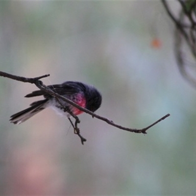 Petroica rosea (Rose Robin) at Turtons Creek, VIC - 3 Feb 2023 by StuartInchley