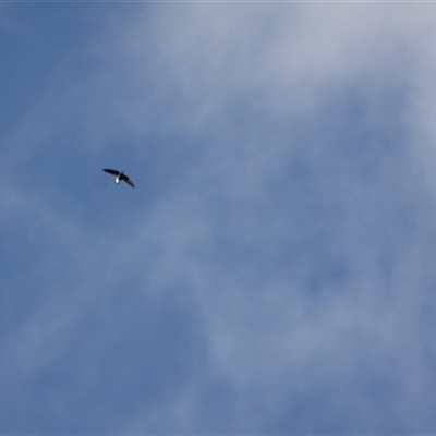 Hirundapus caudacutus (White-throated Needletail) at Turtons Creek, VIC - 19 Feb 2023 by StuartInchley