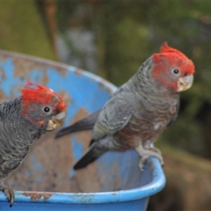 Callocephalon fimbriatum (Gang-gang Cockatoo) at Turtons Creek, VIC by StuartInchley