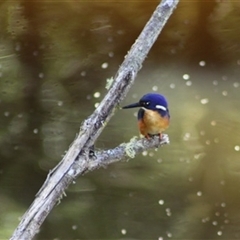 Ceyx azureus (Azure Kingfisher) at Turtons Creek, VIC - 14 Mar 2023 by StuartInchley