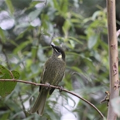 Meliphaga lewinii at Turtons Creek, VIC - 12 Apr 2023 by StuartInchley