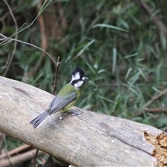 Falcunculus frontatus (Eastern Shrike-tit) at Turtons Creek, VIC - 12 Apr 2023 by StuartInchley