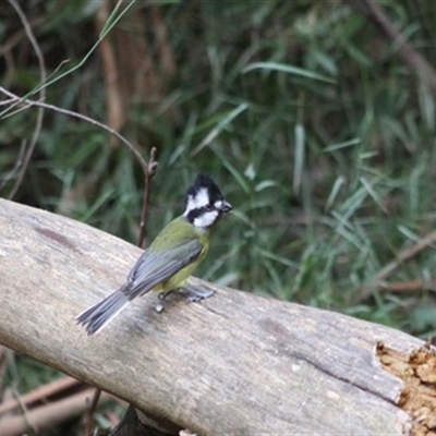 Psophodes olivaceus at Turtons Creek, VIC - 12 Apr 2023 by StuartInchley