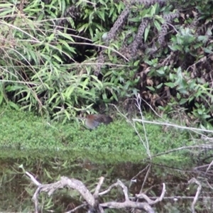 Gallinula tenebrosa at Turtons Creek, VIC by StuartInchley