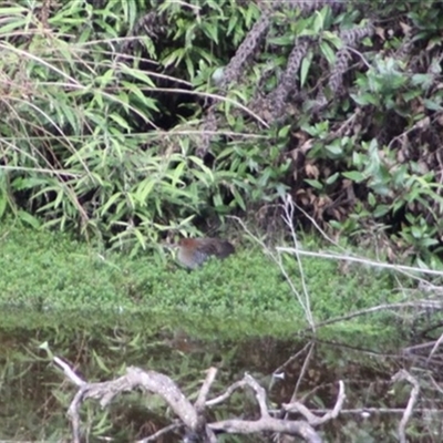 Lewinia pectoralis (Lewin's Rail) at Turtons Creek, VIC - 13 May 2023 by StuartInchley