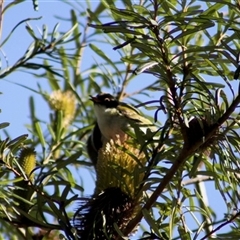 Melithreptus lunatus (White-naped Honeyeater) at Turtons Creek, VIC - 11 May 2023 by StuartInchley