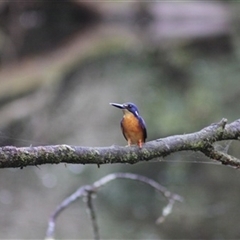 Ceyx azureus (Azure Kingfisher) at Turtons Creek, VIC - 14 May 2023 by StuartInchley