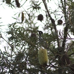 Phylidonyris novaehollandiae (New Holland Honeyeater) at Turtons Creek, VIC - 24 May 2023 by StuartInchley