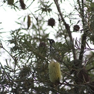 Phylidonyris novaehollandiae at Turtons Creek, VIC by StuartInchley