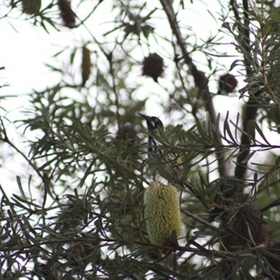 Phylidonyris novaehollandiae (New Holland Honeyeater) at Turtons Creek, VIC - 24 May 2023 by StuartInchley