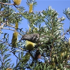 Anthochaera chrysoptera (Little Wattlebird) at Turtons Creek, VIC - 11 Jun 2023 by StuartInchley