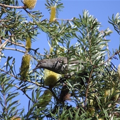 Anthochaera chrysoptera at Turtons Creek, VIC - 11 Jun 2023 by StuartInchley