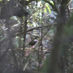 Psophodes olivaceus (Eastern Whipbird) at Turtons Creek, VIC - 25 Aug 2023 by StuartInchley