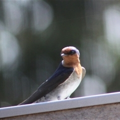 Hirundo neoxena at Turtons Creek, VIC - 19 Sep 2023 by StuartInchley