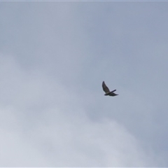 Tachyspiza novaehollandiae (Grey Goshawk) at Turtons Creek, VIC - 26 Sep 2023 by StuartInchley