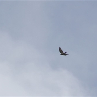 Tachyspiza novaehollandiae (Grey Goshawk) at Turtons Creek, VIC - 26 Sep 2023 by StuartInchley