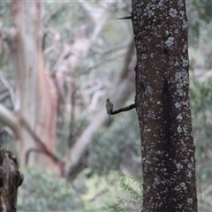 Neophema chrysostoma (Blue-winged Parrot) at Turtons Creek, VIC - 7 Oct 2023 by StuartInchley