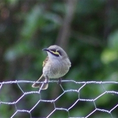 Caligavis chrysops (Yellow-faced Honeyeater) at Turtons Creek, VIC - 19 Oct 2023 by StuartInchley