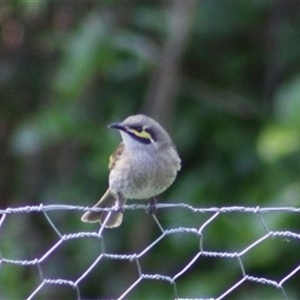 Caligavis chrysops at Turtons Creek, VIC - 19 Oct 2023 01:28 AM