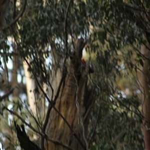 Callocephalon fimbriatum at Turtons Creek, VIC - suppressed