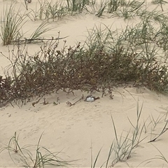 Anarhynchus ruficapillus (Red-capped Plover) at Manns Beach, VIC - 14 Nov 2023 by StuartInchley