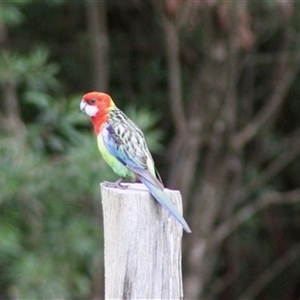 Platycercus eximius at Turtons Creek, VIC by StuartInchley