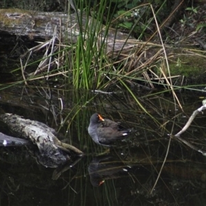 Gallinula tenebrosa at Turtons Creek, VIC - 22 Nov 2023 04:15 AM