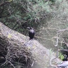 Phalacrocorax sulcirostris (Little Black Cormorant) at Turtons Creek, VIC - 22 Nov 2023 by StuartInchley