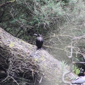 Phalacrocorax sulcirostris at Turtons Creek, VIC - 22 Nov 2023 03:36 AM