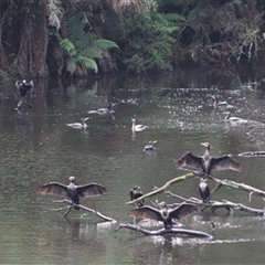 Phalacrocorax carbo (Great Cormorant) at Turtons Creek, VIC - 10 Dec 2023 by StuartInchley