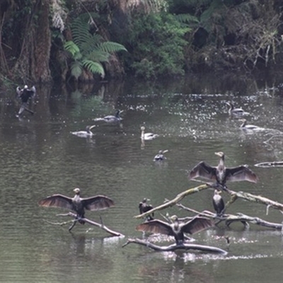 Phalacrocorax carbo at Turtons Creek, VIC - 10 Dec 2023 by StuartInchley