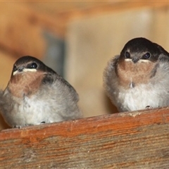 Hirundo neoxena (Welcome Swallow) at Turtons Creek, VIC - 28 Dec 2023 by StuartInchley