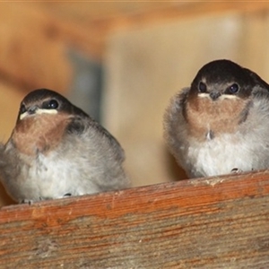 Hirundo neoxena at Turtons Creek, VIC - 28 Dec 2023 03:52 AM