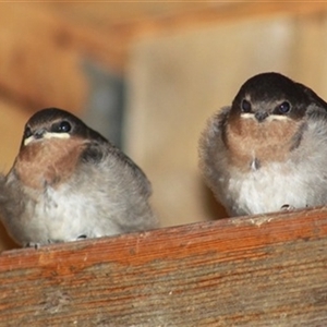 Hirundo neoxena at Turtons Creek, VIC by StuartInchley