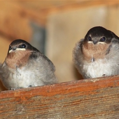 Hirundo neoxena (Welcome Swallow) at Turtons Creek, VIC - 28 Dec 2023 by StuartInchley