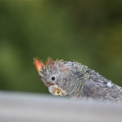 Callocephalon fimbriatum (Gang-gang Cockatoo) at Dumbalk, VIC - 4 Feb 2024 by StuartInchley