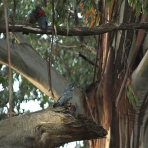 Callocephalon fimbriatum (Gang-gang Cockatoo) at Turtons Creek, VIC by StuartInchley