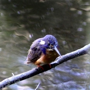 Ceyx azureus (Azure Kingfisher) at Turtons Creek, VIC by StuartInchley