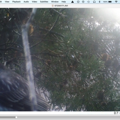 Anthochaera carunculata (Red Wattlebird) at Turtons Creek, VIC - 21 Jul 2024 by StuartInchley