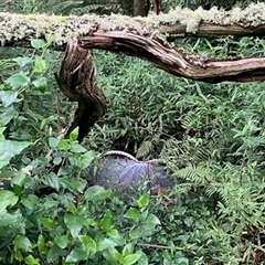 Menura novaehollandiae (Superb Lyrebird) at Turtons Creek, VIC - 29 Jul 2024 by StuartInchley