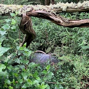 Menura novaehollandiae (Superb Lyrebird) at Turtons Creek, VIC by StuartInchley