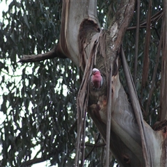 Eolophus roseicapilla (Galah) at Turtons Creek, VIC - 15 Aug 2024 by StuartInchley