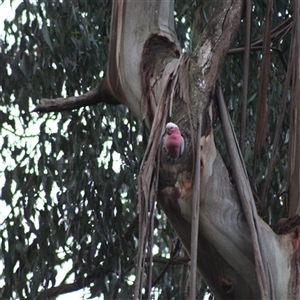 Eolophus roseicapilla (Galah) at Turtons Creek, VIC by StuartInchley