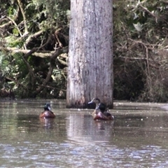 Anas castanea (Chestnut Teal) at Turtons Creek, VIC - 27 Sep 2024 by StuartInchley