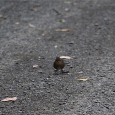 Pycnoptilus floccosus (Pilotbird) at Turtons Creek, VIC - 29 Dec 2024 by StuartInchley