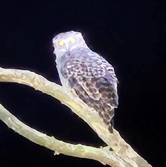 Ninox strenua (Powerful Owl) at Wamboin, NSW - 12 Jan 2025 by Wolfdogg