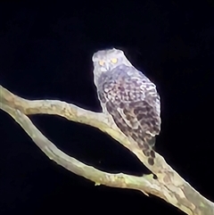 Ninox strenua at Wamboin, NSW - suppressed