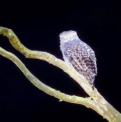 Ninox strenua at Wamboin, NSW - suppressed