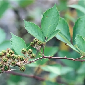 Rubus anglocandicans at Yackandandah, VIC by KylieWaldon